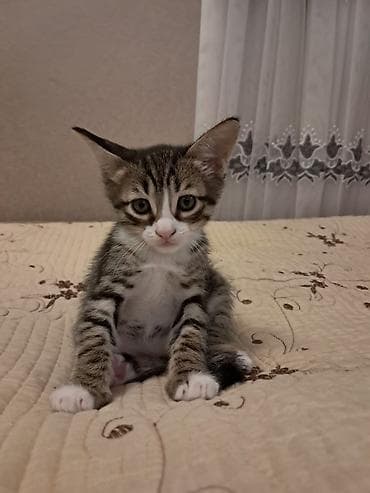 sahiblənmə: Tabbi, Erkək, Yaxşı əllərə — 2