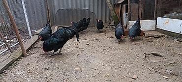 qara avstralop: Məhsul: Qara toyuq sürüsü (yumurtacı cins) Təsvir: - Şəkillərdə tam — 4