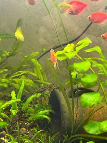 akvarium qrunt: Komplektdə görünən əsas hissələr: - Şüşə akvarium - Üst hissədə — 5
