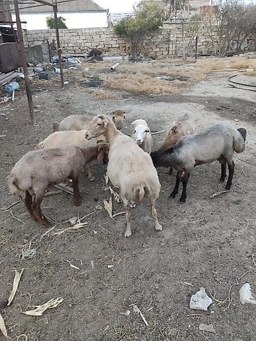 Quzu: Əmlik quzular 33-40 kilo arası arpa yonca ilə bəslənib qiymet 10 manat — 2