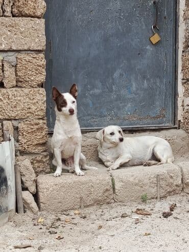 bakıda it satışı: 1 il, Erkek — 2