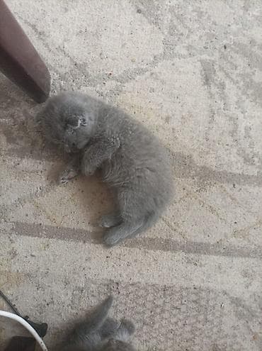 Şotland yastı qulaq