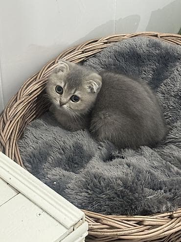 halep kecisi satilir: Şotland, Dişi, Yaxşı əllərə, Ünvandan götürmə — 1