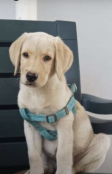 собаки в хорошие руки: Saf qan labrador
qurd dermani verilib
iyneleri vurulub
erkekdir — 1