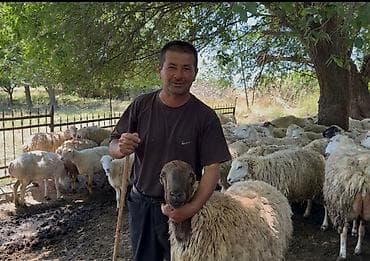 qoyun paltarlari: Südəmər qoyunlar – süd istiqamətli sürü - Süd verimi yüksək, iri — 4