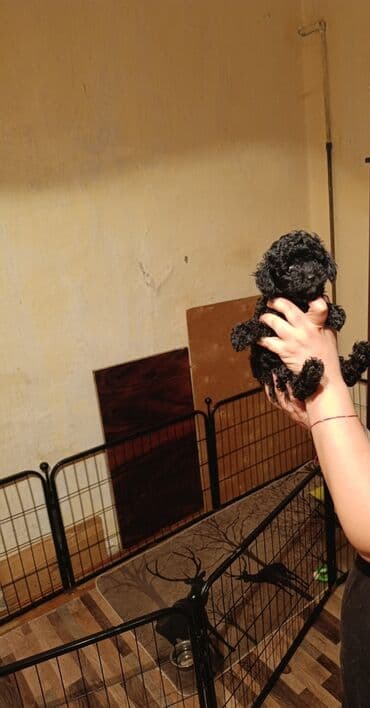 сколько стоит миниатюрный пудель: Пудель — 3