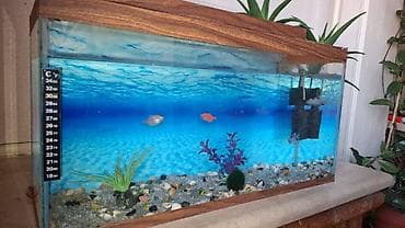 tap az akvarium: Akvarium qapalıdır, qalın şüşədən hazırlanıb. Həcmi:40 litr Dekorlar — 1