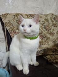 pişik ucuz: Dişi, Yaxşı əllərə, Ödənişli çatdırılma — 12