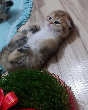 it heyvan: Qızıl şinşilla, Dişi, Yaxşı əllərə, Ünvandan götürmə — 7