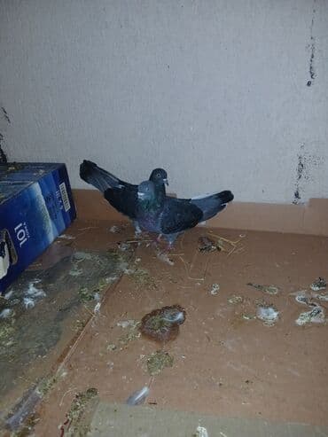 arpa bugda: Evdar göyərçinlər – 2 ədəd - Rəng: tünd boz/qara tonlarda, sinə və — 1