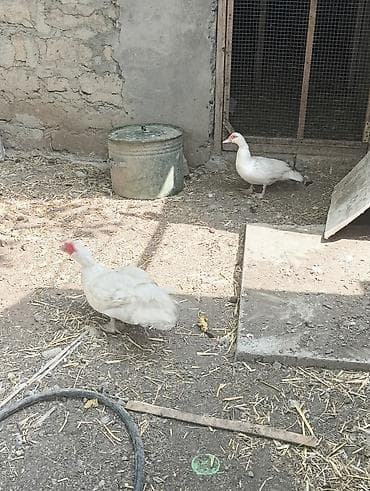 Ördəklər: Lal ördek 10fere 2erkey 19bala 330m — 2