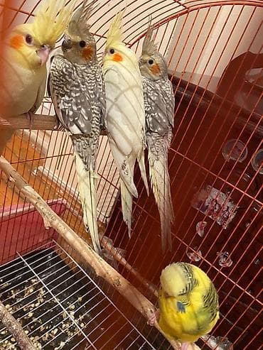 dekorativ quslarin satisi: Korellar saglam quslardi ele orgesib dansdirmaqda olar isdeyen — 6