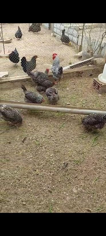 Xarkov toyugunun mayali yumurtalari satilir.son qiymet 0.80qepik.unvan