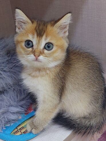 Şotland, Dişi, Yaxşı əllərə, Ünvandan götürmə