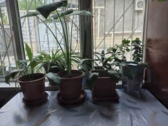 Gübrələr: Ev üçün dekorativ otaq bitkiləri dəsti - Fil qulağı/alokaziya tiplı — 7