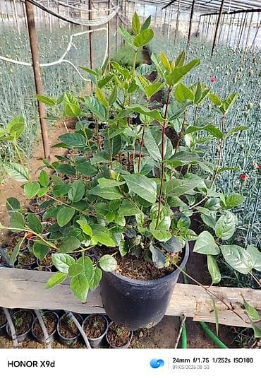 qab gulleri: Rozmarin (Rosmarinus officinalis) fidanları – qablarda yetişdirilmiş — 9