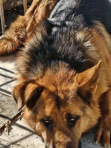 Alman çoban iti, 8 ay, Erkek lalafo.az -da Alman çoban iti, 8 ay, Erkek