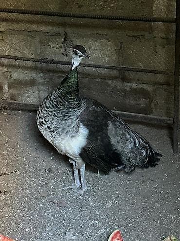 Tovus dişisi (pavo) – dekorativ quş - Növ: Tovus (dişi). Başında xas — 2