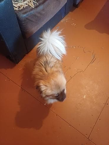 çopan itler: Pekines, 10 ay, Dişi, Peyvəndli, Ünvandan götürmə — 2