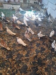 quş yuvasi: 4 manat Təsvir: - Növlər: müxtəlif rəng və naxışlarda ev/oyun — 13