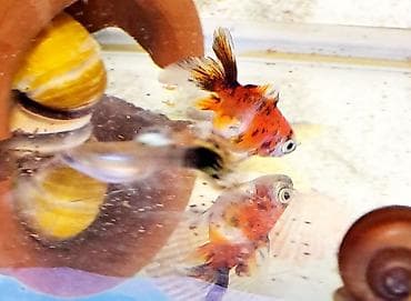 Qızıl balıq, Sülhsevər