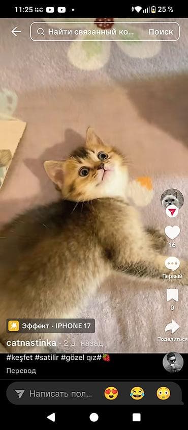 Qızıl şinşilla, Dişi