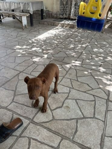 pitbul balasi satilir: Pitbul, 1 ay, Erkek, Ünvandan götürmə — 3