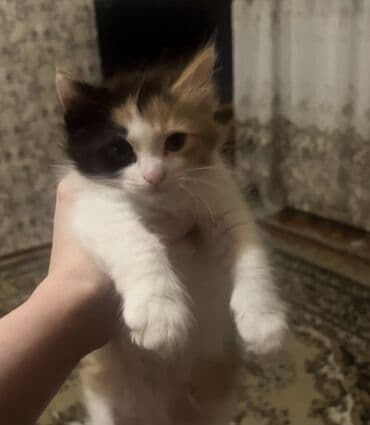 quru cörek: Самка, В добрые руки, Самовывоз — 1