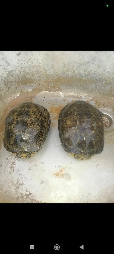 Akvarium aksessuar və ləvazimatları: SU TISBAĞASI, həm suda həm də quruda yaşayır. Hal hazırda 5 ədəd var — 2