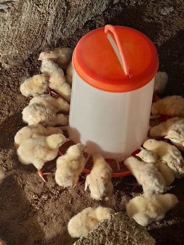 liqorin toyuq: Toyuq cücələri, Ətlik, Ünvandan götürmə — 1