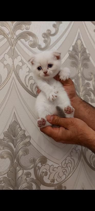 pişik sahiblendirmek: Şotland, Dişi, Ödənişli çatdırılma — 2
