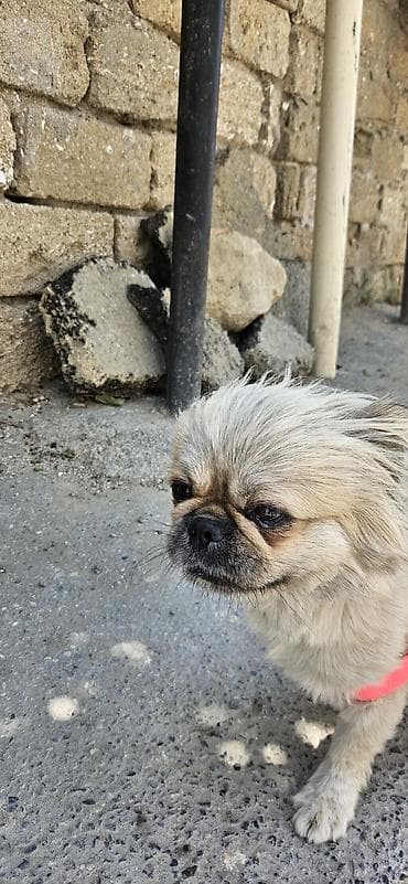 İtlər: Pekines, 1 il, Dişi, Pulsuz çatdırılma — 4