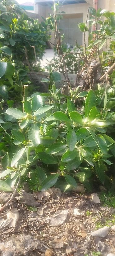 Pitosporum (Pittosporum tobira) dekorativ kol – canlı çit və landşaft