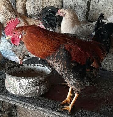 Heyvanlar üçün mallar: Xoruz, il: <1 — 6