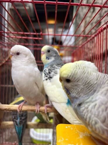 geref qusu rus dilinde: Papuqaylarr — 7