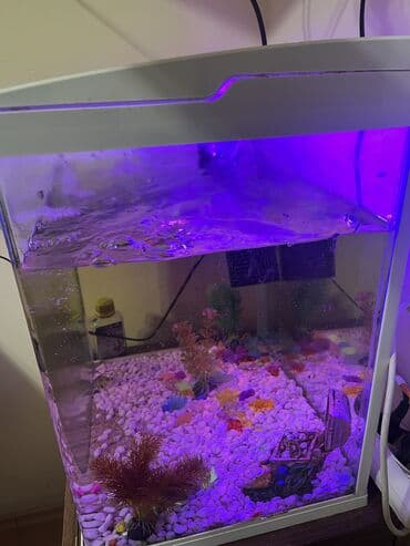 Akvaryum komplekti İçində 2 ədəd pilesos balıqla birlikdə satılır lalafo.az -da Akvaryum komplekti İçində 2 ədəd pilesos balıqla birlikdə satılır