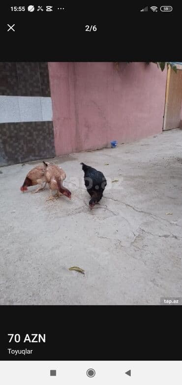 pulsuz heyvanlar verilir: İki heyratı satılır biri adı toyuqdu o satılmır 10 ayligdilar qiymət — 4