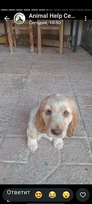 zvanok balaları: Koker spaniyel, 2 ay — 2