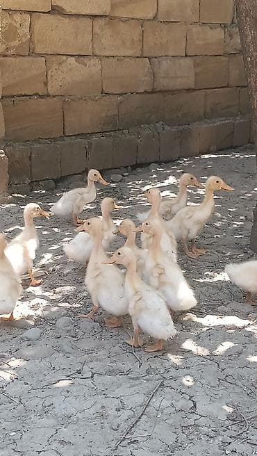 satılan atlar: Məhsul: Pekin ördek balası satılır 20əded. 1ayliq bir ədədi 4azn ünvan — 2