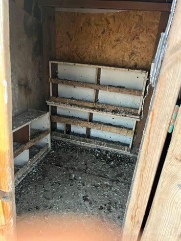 Akvarium aksessuar və ləvazimatları: Göyərçinlər zabratdadı hamsı uçan quşlardı isdəyən olsa gəlsin həyətdə — 11