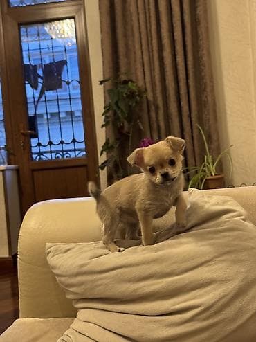 ordek bala: Çixuahua — 8