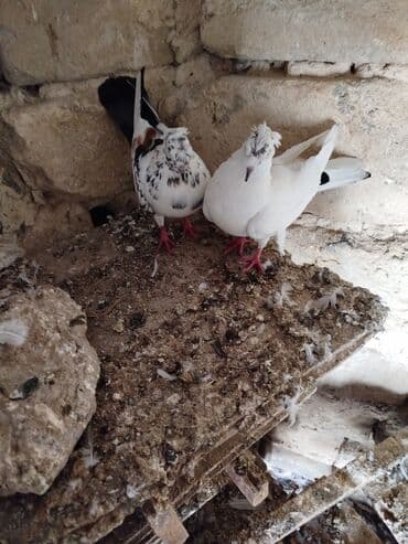 пудель в добрые руки: Şəkillərdə müxtəlif rənglərdə və bəzi fərqli xüsusiyyətlərə malik — 1