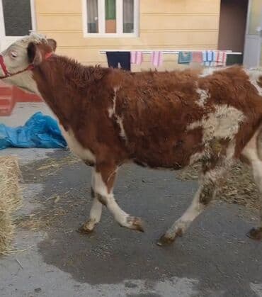 simental inekler satilir: Məhsul: Dana (Simental tipli, al-qəhvəyi və ağ rəngli) Xüsusiyyətlər — 3