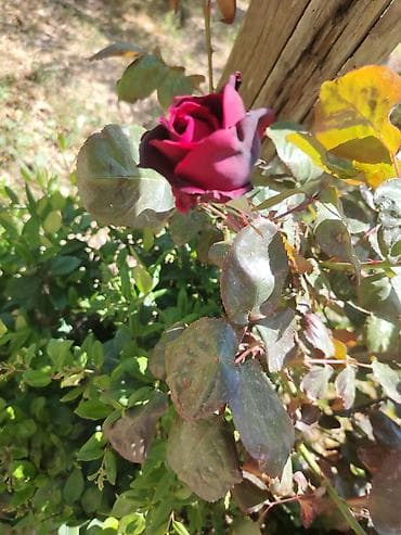 balaca gul buketleri: Məhsul: Qırmızı gül kolu (çalı forması) Təsvir: - Canlı, parlaq — 7
