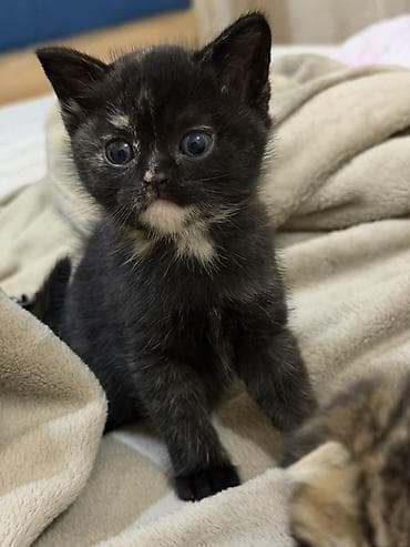 pişiy: Şotland yastı qulaq — 3