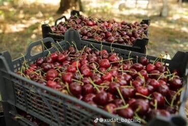 sabuncu rayonu: 10 sot, Kənd təsərrüfatı, Mülkiyyətçi, Kupça (Çıxarış) — 5