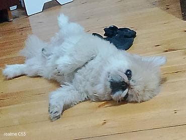 it heyvan: Pekines, 2 il, Erkek, Peyvəndli, Ödənişli çatdırılma — 3
