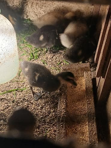 Mal-qara: 15 gunluk Ruan ordey balaları satilir Blue var hemde Saksonu blue ve — 5