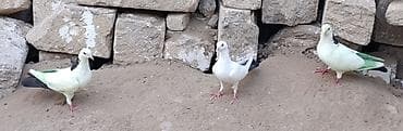 goyərcinler: Diqqətlə axıra kimi oxu !!! Qara boyun dəst qara quyruq erkək, qara — 4