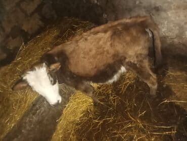 İtlər: Diş dandı 670 diylir riyalı alci zengin vursun hevan celilabada — 5